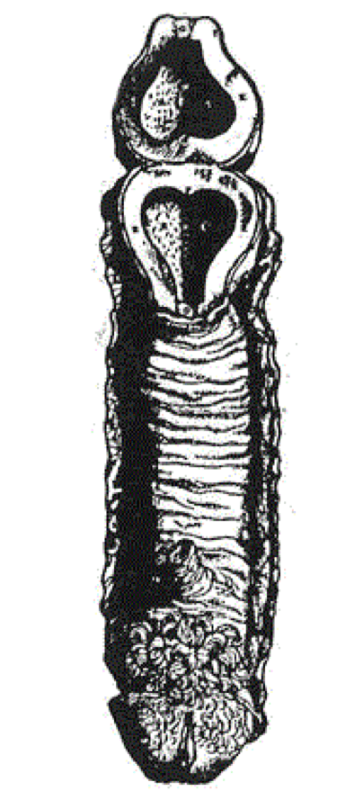 Vesalius Andreas De Humani Corporis Fabrica (781x888), Png Download