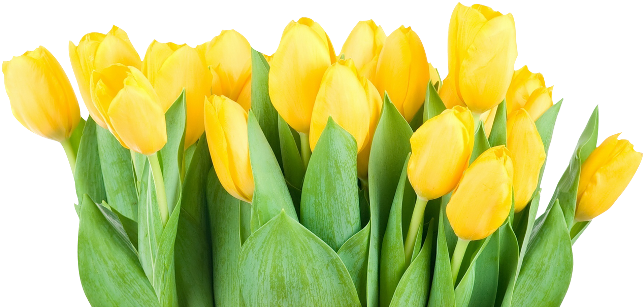 Hoy Te Regalamos Hermosas Imágenes En Png De Flores - Flores Png (650x323), Png Download