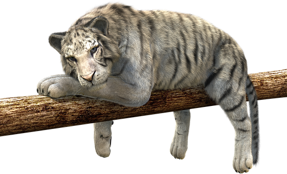 Tiger Branch Concerns Relax Lurking Predat - Silicone Case For Nokia 6 - White Tiger (561x340), Png Download