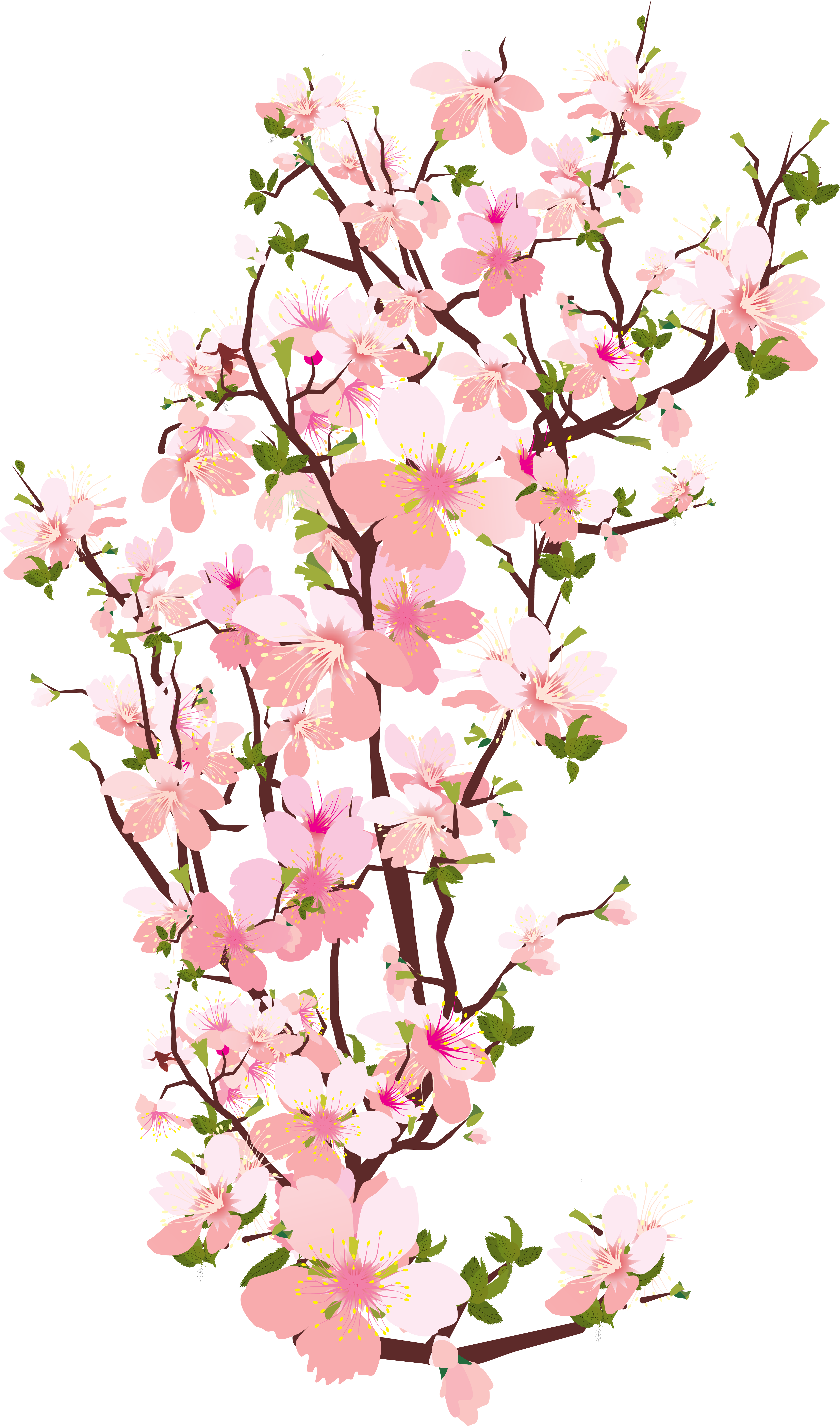 Peach Flower Clipart Transparent - Cherry Blossom Clipart Transparent (4338x7223), Png Download