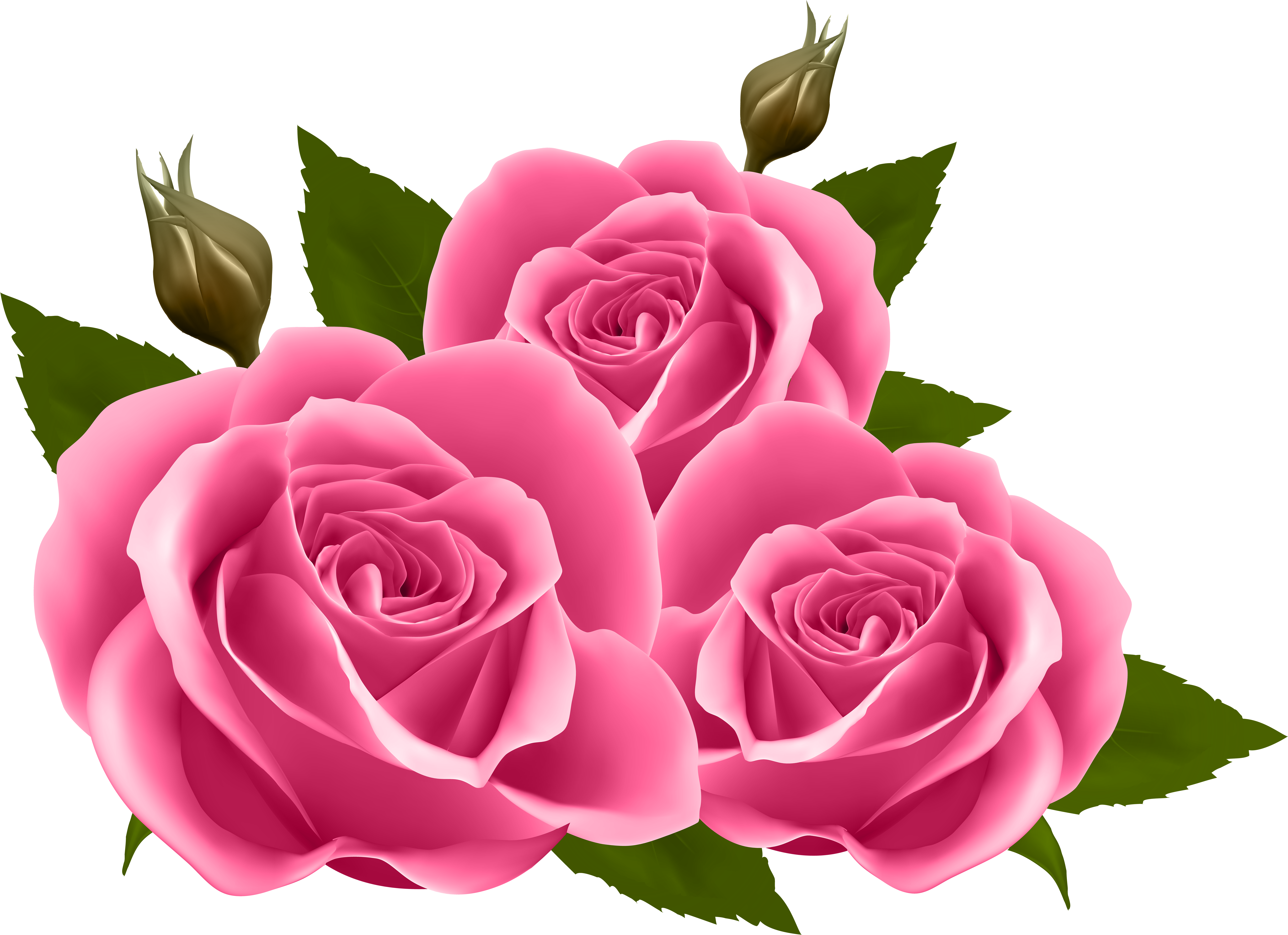 Pink Roses Clipart Png (8000x5836), Png Download