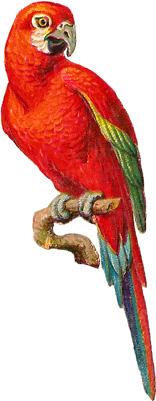 Colorful Parrot Png Photo - Parrot On A Branch Png (722x1032), Png Download