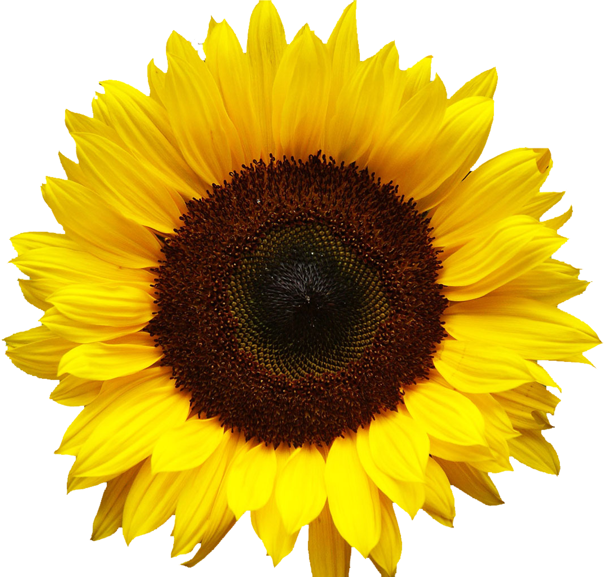 Graphic Library Download Png For Free Download On Mbtskoudsalg - Sunflower Png (2400x1920), Png Download