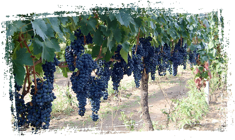 The Speziale Wine Company Is Part Of That Group Of - Vineyard (800x500), Png Download