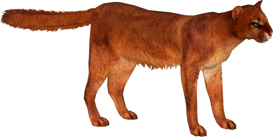 Jaguarundi - Puma Yagouaroundi Png (909x909), Png Download