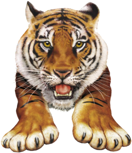 Animals Png - Amazing Pop-up Animal Atlas (457x359), Png Download