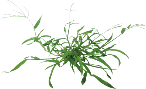 Garden Weed Png (477x296), Png Download