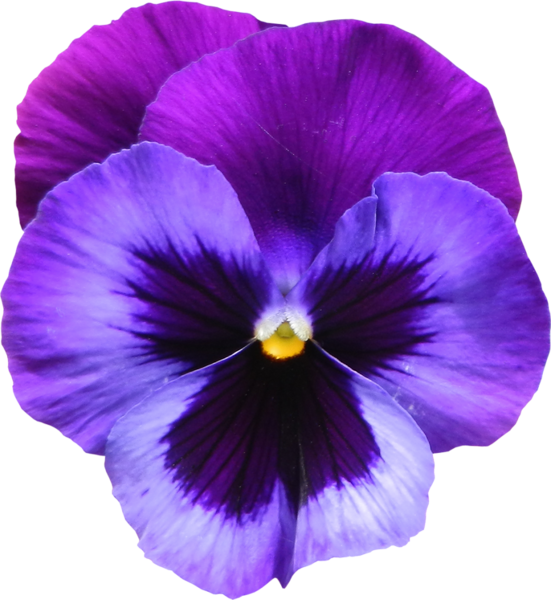 Clip Free Large Transparent Purple Flower Png Ziedi - Violet Flower (551x600), Png Download