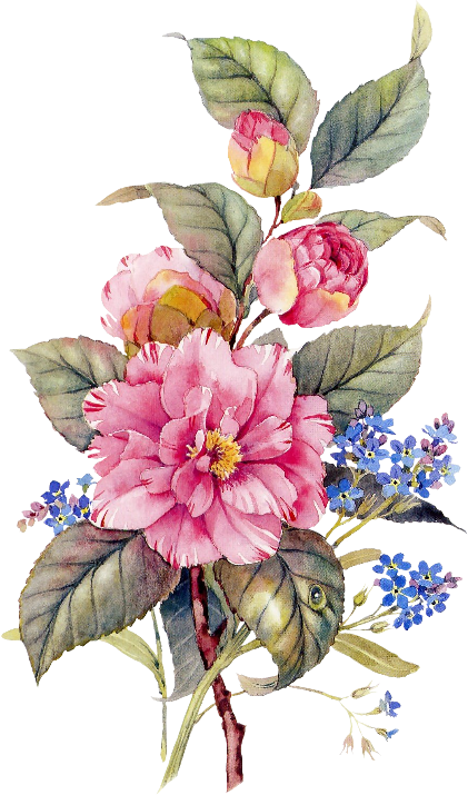 Botanical Flowers (421x715), Png Download