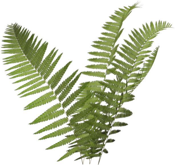 Fern - Fern Plant No Background (1024x639), Png Download