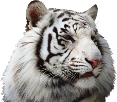 Share This Image - Imagenes Hd De Tigre De Bengala (400x348), Png Download
