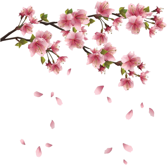 Download - Transparent Background Cherry Blossoms Png (566x600), Png Download