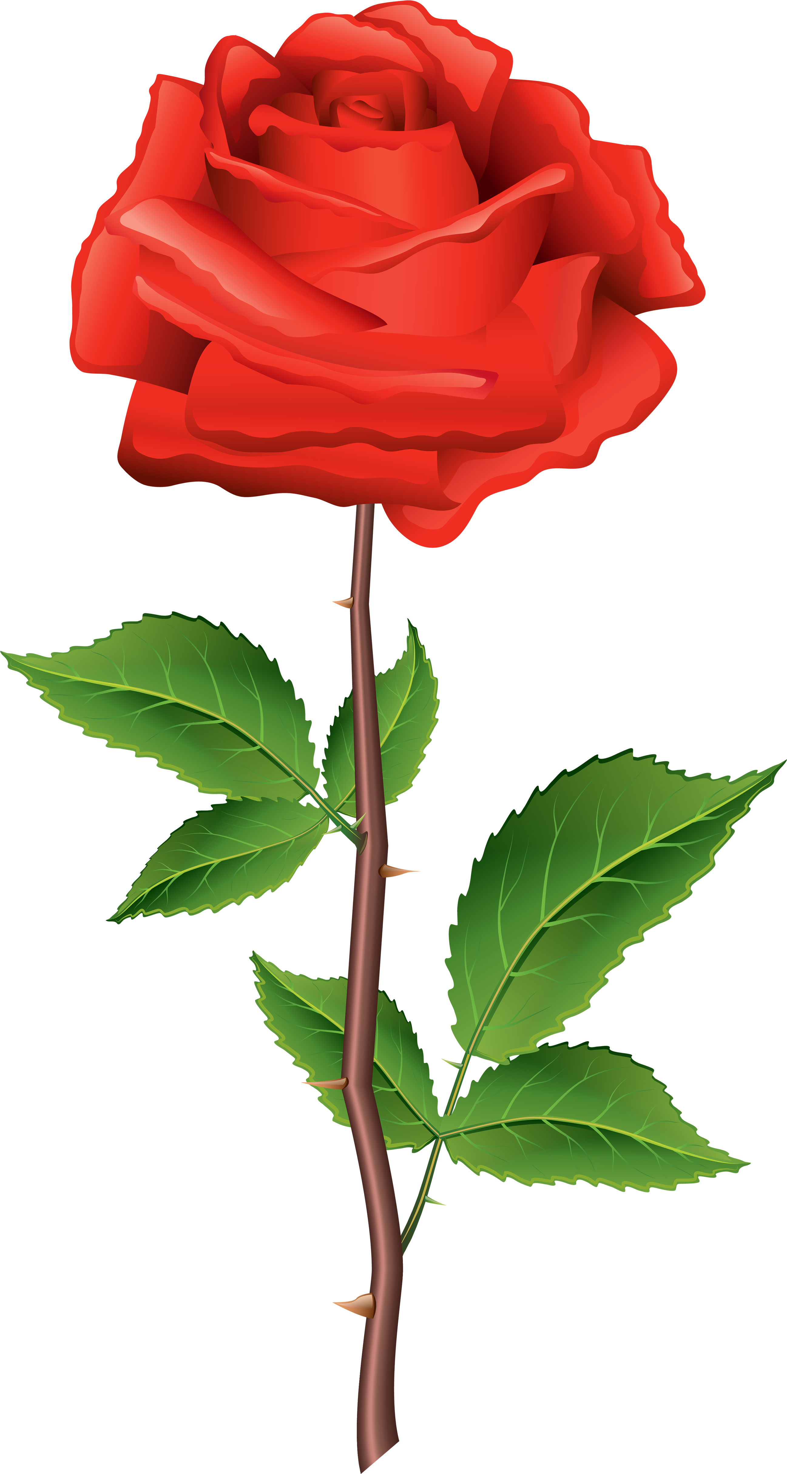 Stem Red Rose Png Clipart - Rose Clipart Png (2667x5000), Png Download