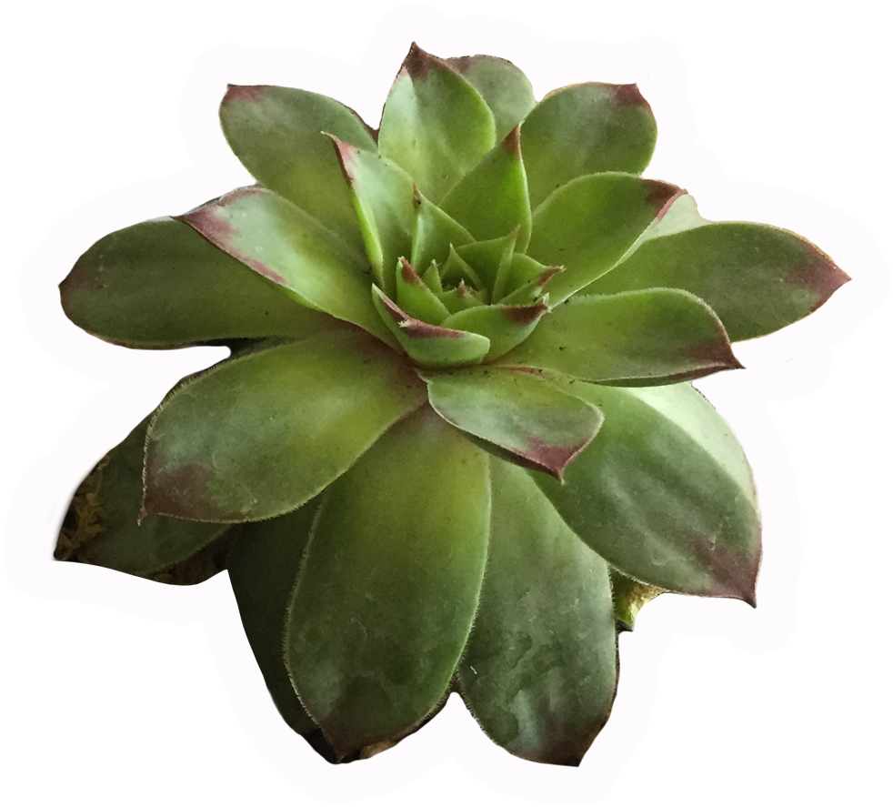 I Think It's A Lot Of Fun To Compose Your Paintings - Agave (1116x1116), Png Download