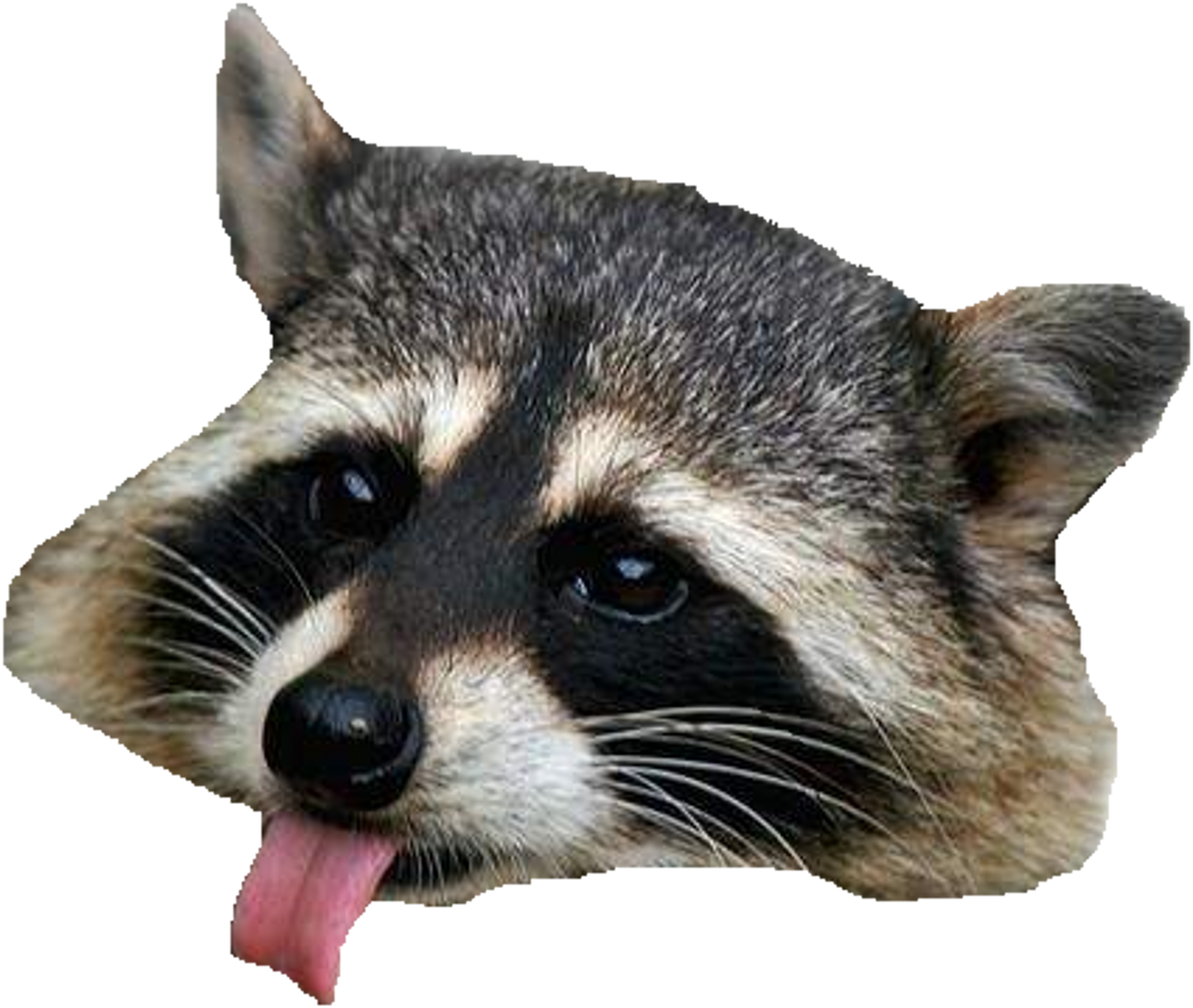 Raccoon Png Clipart - Raccoon Png (2600x2582), Png Download