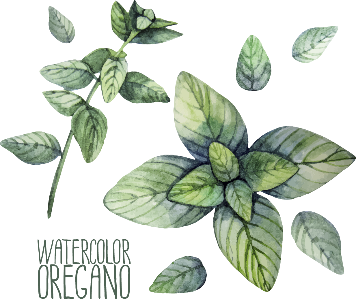 Herb Oregano Watercolor Painting Illustration - Oregano Watercolor (1233x1037), Png Download