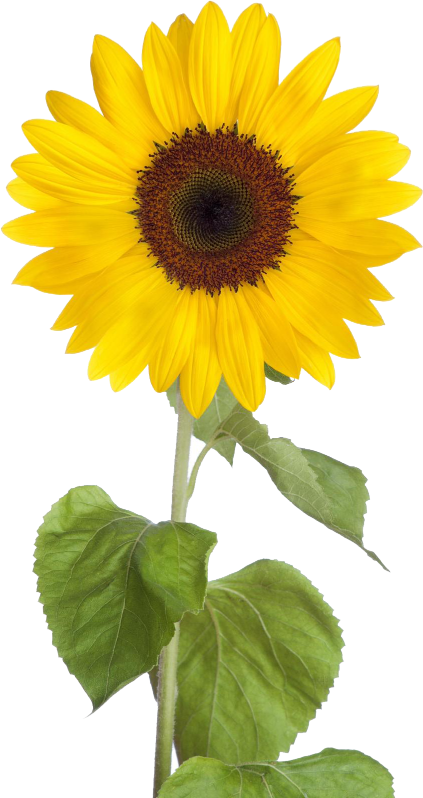 Sunflower Png Free Download - Transparent Background Sunflower Clipart (902x1611), Png Download