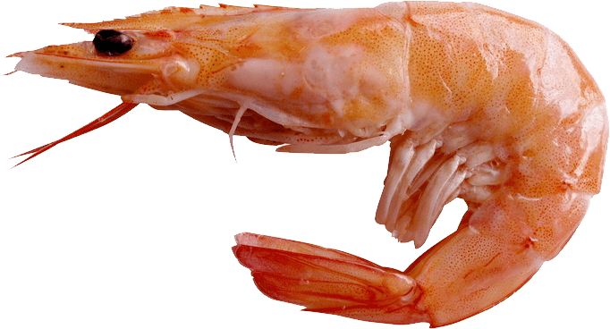 Download - Shrimp Png (682x368), Png Download