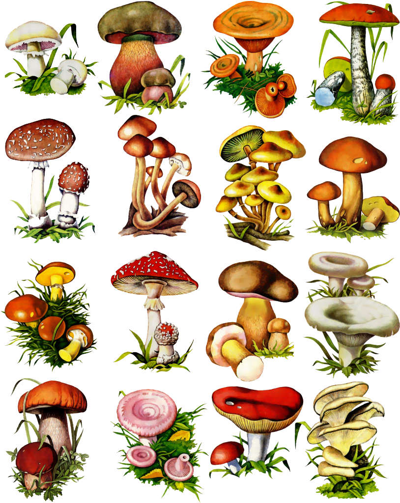 Mis Laminas Para Decoupage - Laminas O Posters De Hongos (880x1082), Png Download