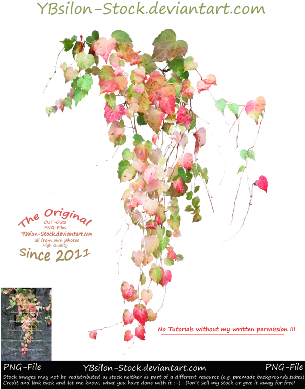 Autumn Ivy By Ybsilon Stock By Ybsilon Stock - Ivy (600x790), Png Download