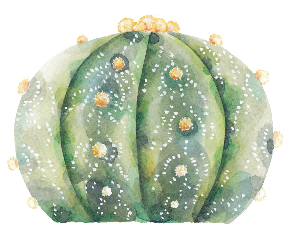 This Graphics Is A Prickly Pear Png Transparent About (1024x804), Png Download