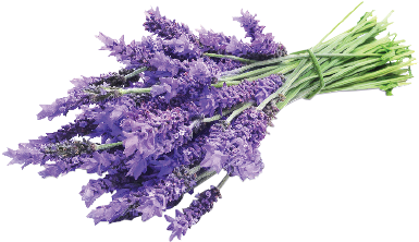 Soothed - Bundle Of Lavender (410x300), Png Download