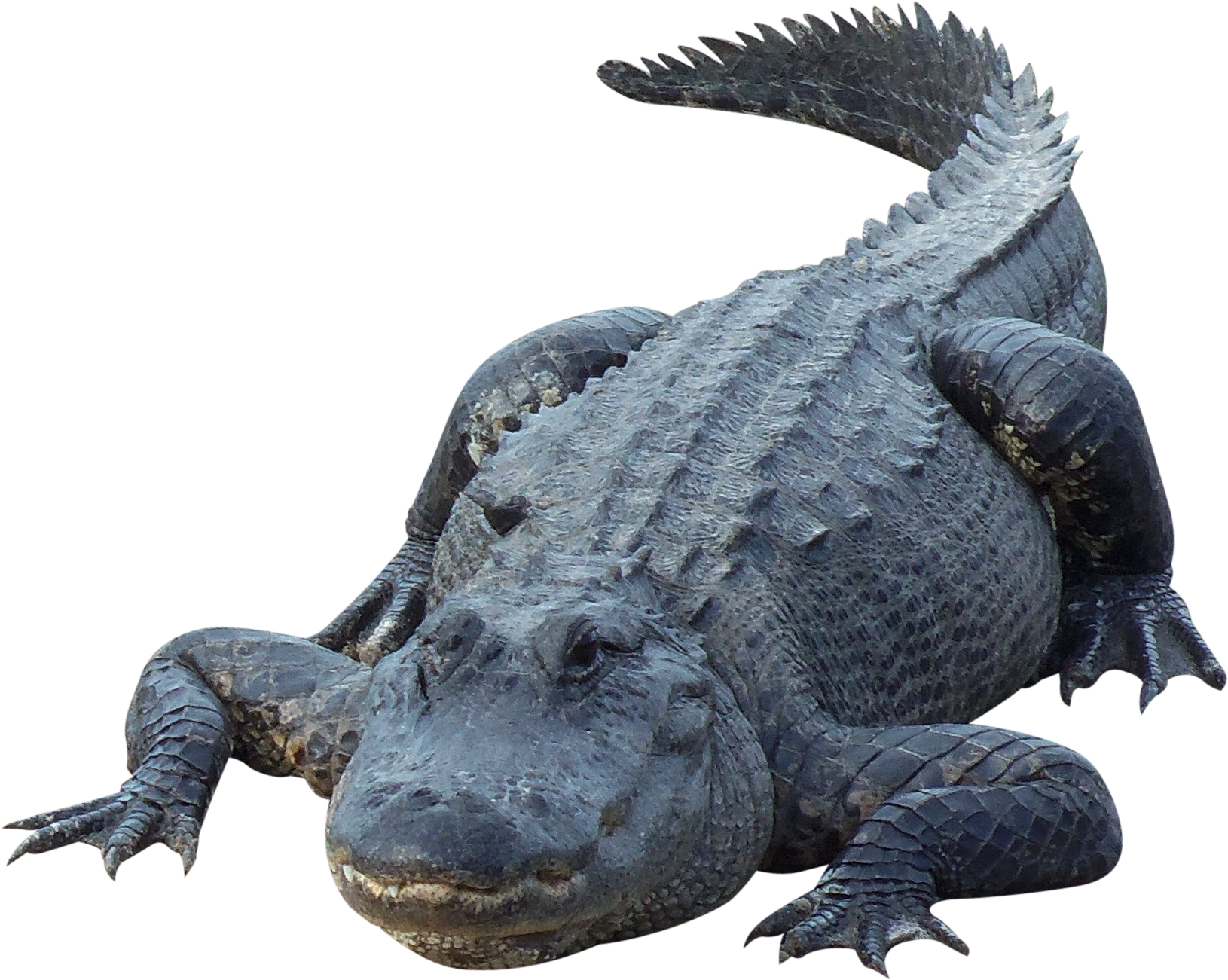 Alligator Png Picture - Аллигатор Png (450x450), Png Download