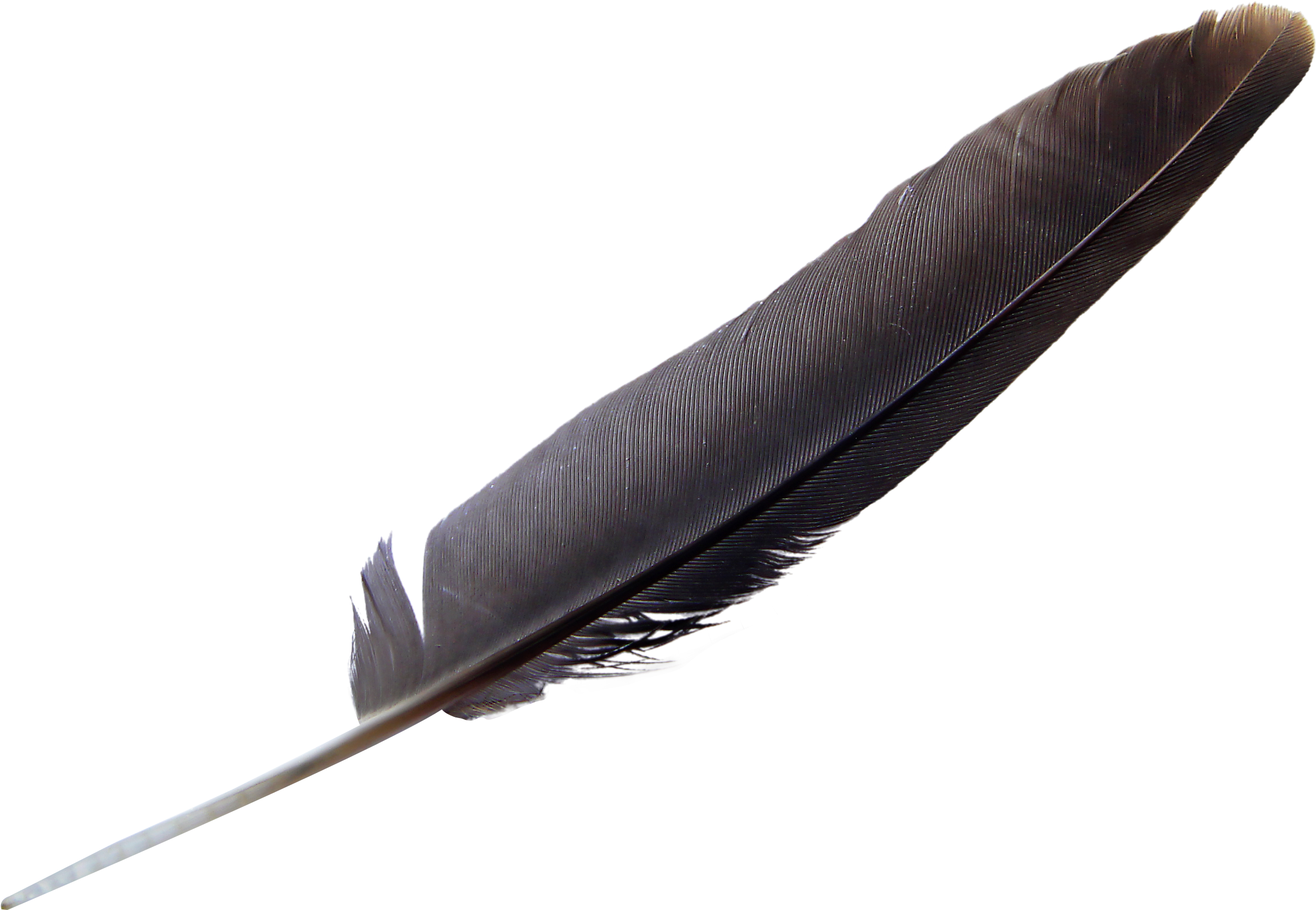 Feather Download Png - Feather Png Transparent (2424x1713), Png Download