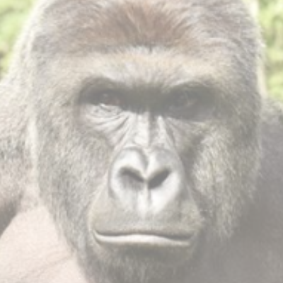 Harambe - Harambe 4 President (400x400), Png Download