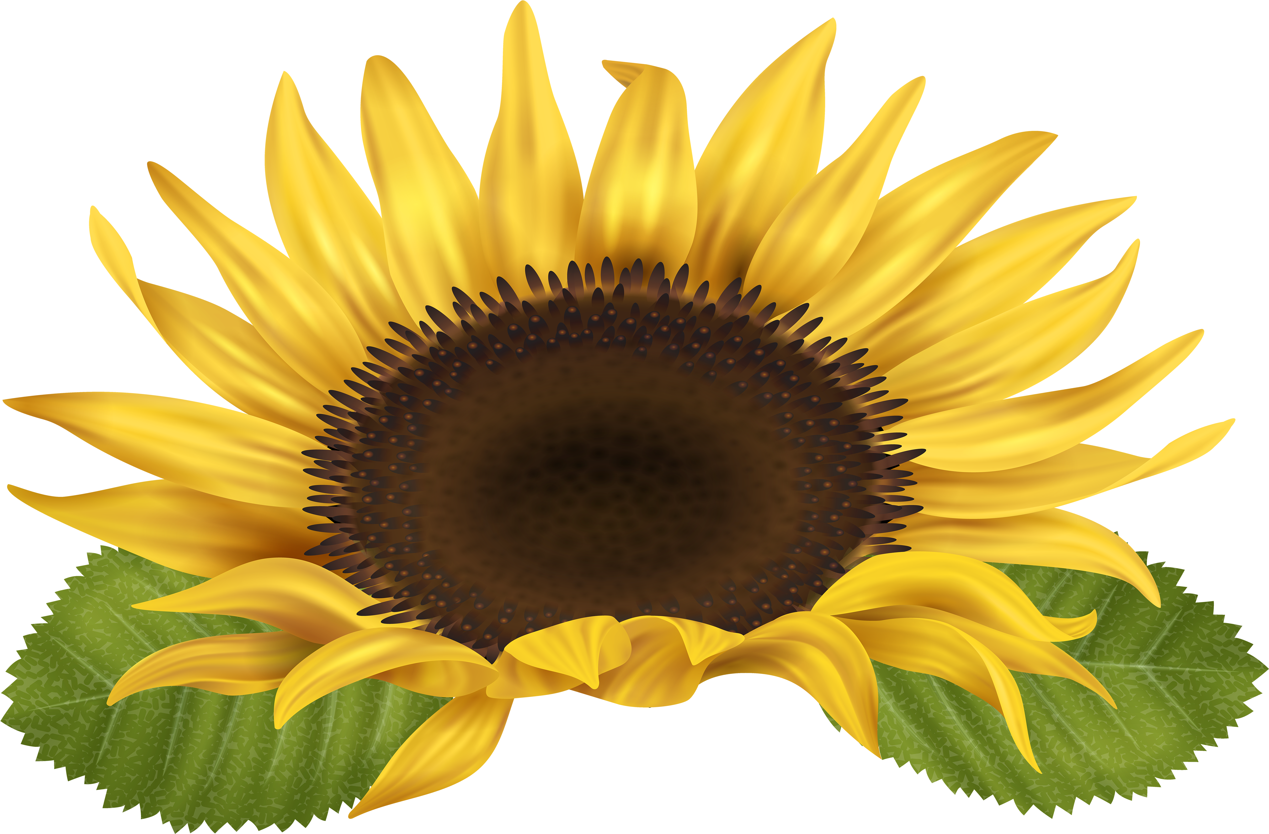 Sunflower Png (5000x3321), Png Download