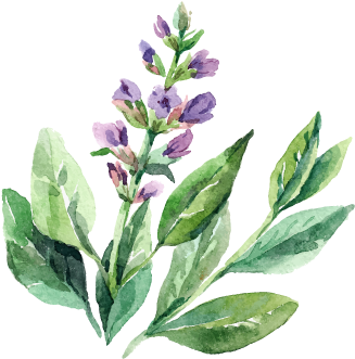 "wow Everything We Had Was Absolutely Delicious - Clary Sage Watercolor (361x347), Png Download