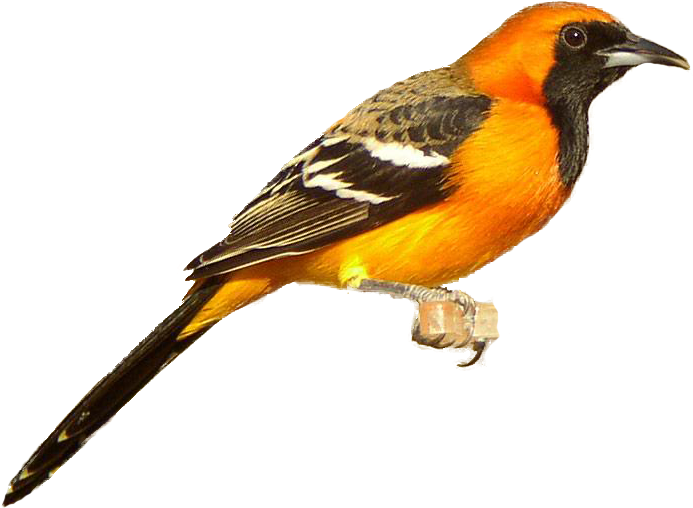 Realistic Clipart Oriole - Oriole Png (697x532), Png Download