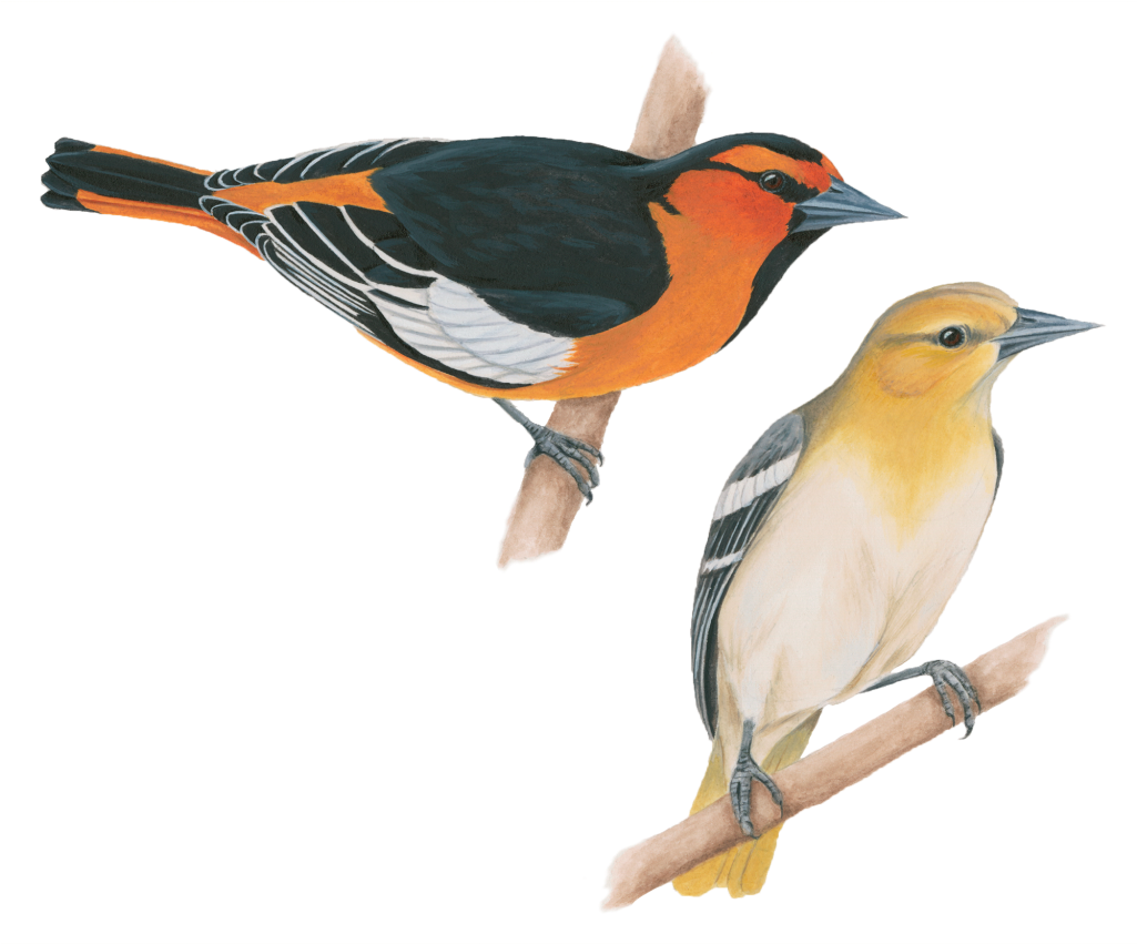 Bullocks Oriole - Old World Oriole (1024x1024), Png Download