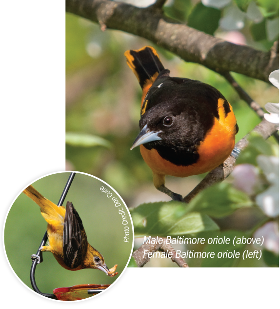 Male And Female Baltimore Orioles - Finch (574x633), Png Download