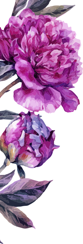 Common Peony (267x780), Png Download