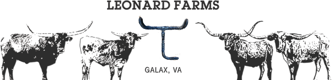 Texas Longhorns Football (1200x323), Png Download