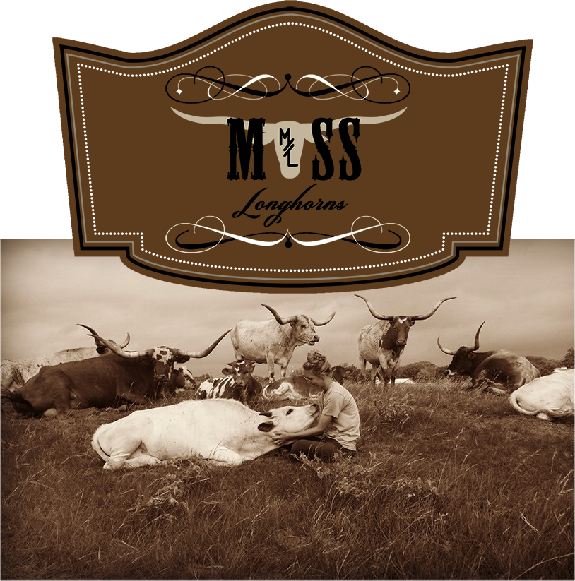 Moss Longhorns - Texas (814x823), Png Download