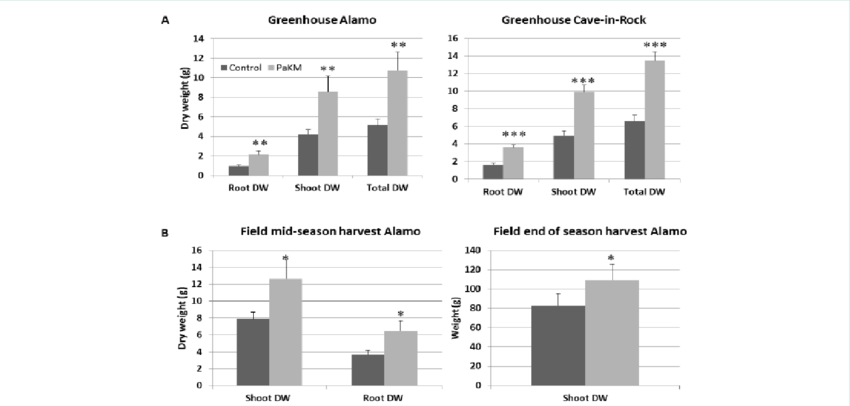 Pakm Greatly Promoted Growth Of Switchgrass Cvs - Portable Network Graphics (850x406), Png Download