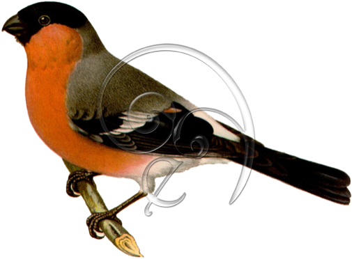 Eurasian Bullfinch Bird » Enlivendesigns - Gimpel (504x504), Png Download