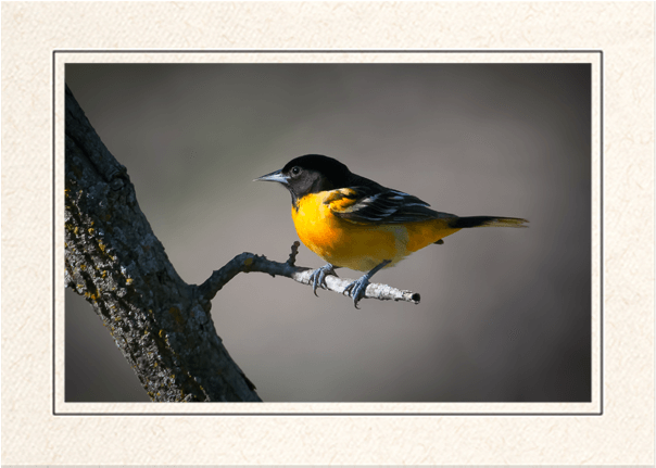 Baltimore Oriole - Swallow (620x637), Png Download