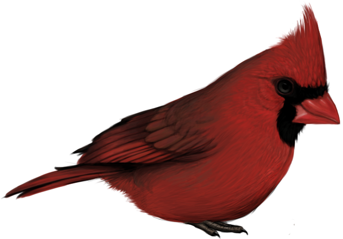 Cardinal Bird Png - Cardinal With No Background (767x584), Png Download