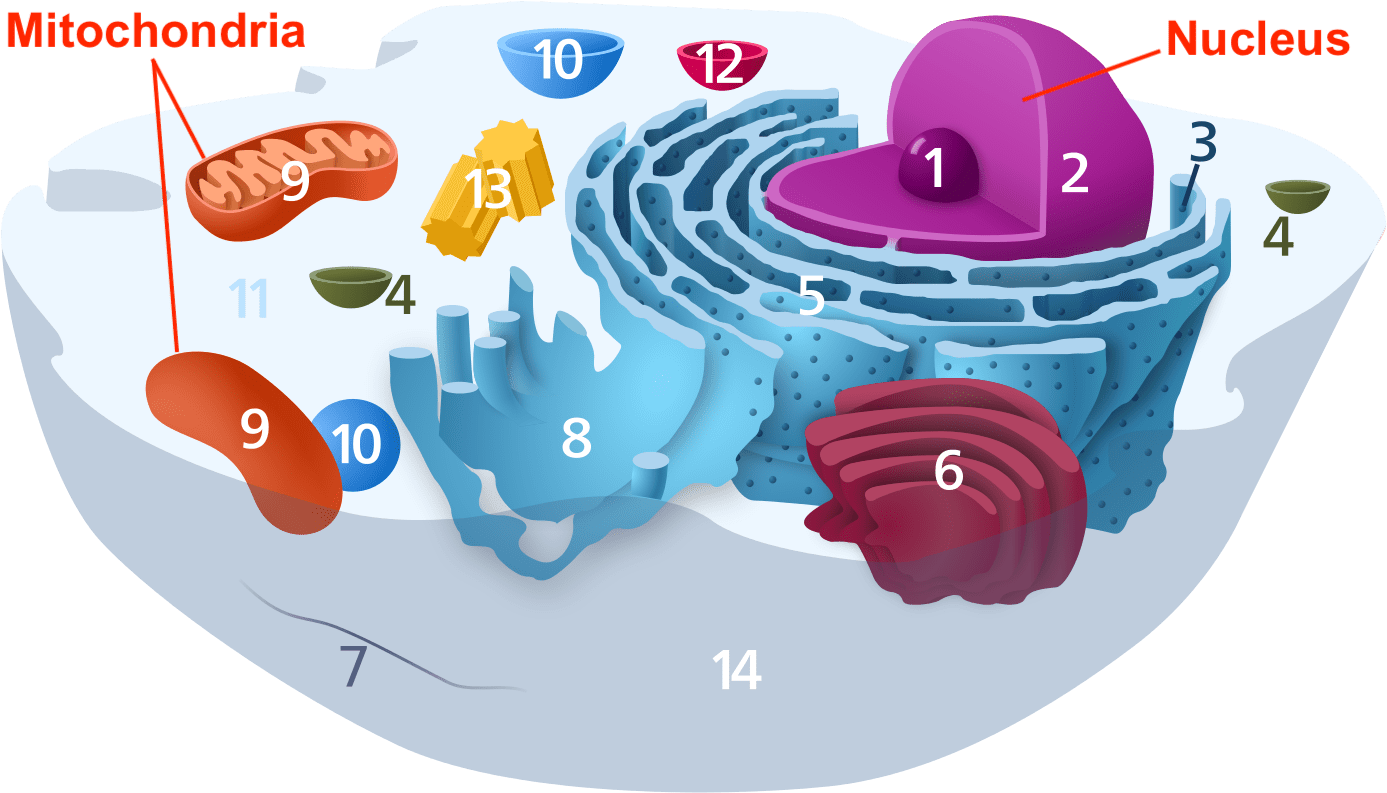 Vet School Biommed - Courses And Careers In Microbiology (1024x591), Png Download