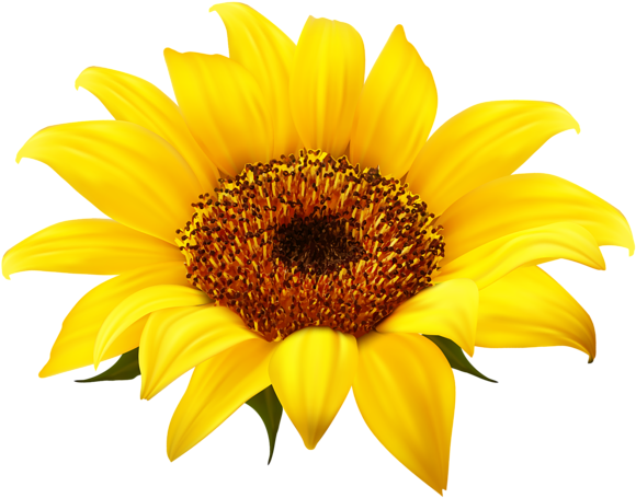 Sunflower Clipart Png Image - Sunflower On White Background (600x471), Png Download