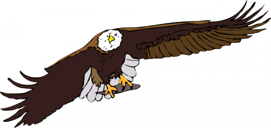Download Flying Eagle Clipart Bald Eagle White-tailed - Flying Eagle Clipart (900x427), Png Download