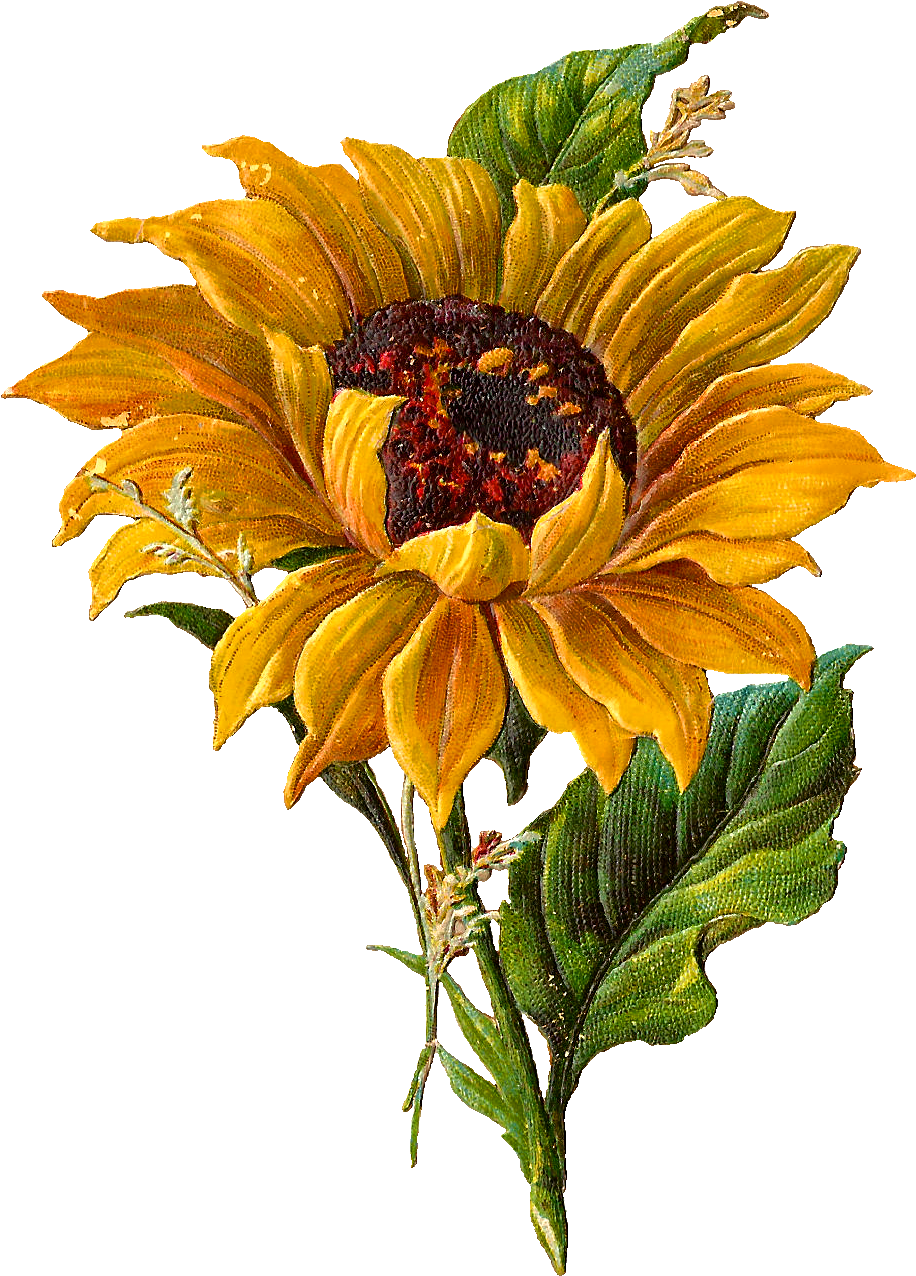 Stunningly Pretty Digital Stock Sunflower Clip Art - Sunflower Botanical Illustration (1032x1385), Png Download