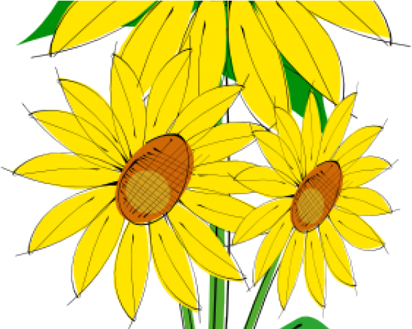 Free Sunflower Clipart - Sunflower Flowers Clip Art (640x480), Png Download