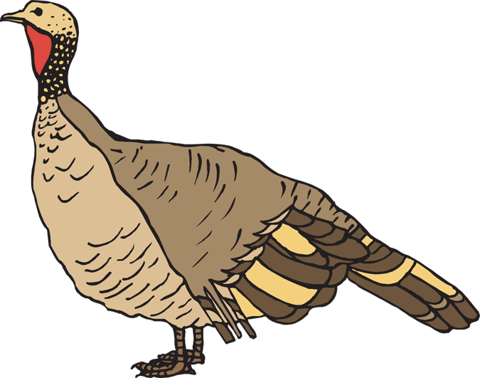 Wild Turkey Clipart Black And White - Wild Turkey Clipart Free (675x531), Png Download