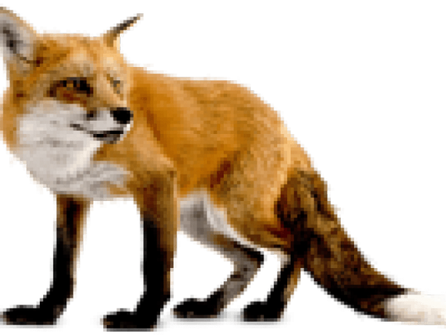 Fox Clipart Dhole - Fox Png (640x480), Png Download