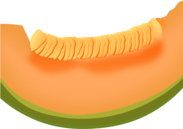 Watermelon Clipart Cantaloupe - วาด รูป แคน ตา ลู ป (640x480), Png Download