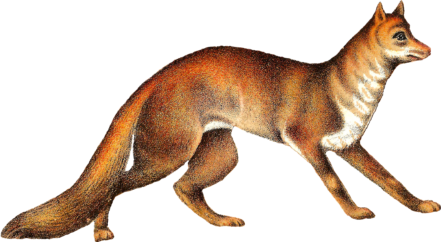 Free Download Fox Clipart Red Fox Arctic Fox Cat - German Shepherd (1600x921), Png Download